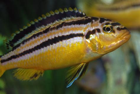 Mbuna Cichlids | Golden Mbuna (Female) Tropical Aquarium, Tropical Fish, Aquarium Fish, Mbuna ...