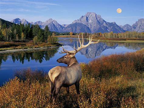 Deer, mountain, nature, river, animal, HD wallpaper | Peakpx