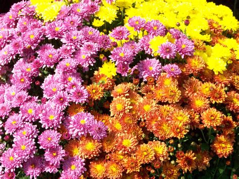 Chrysanthemums Free Stock Photo - Public Domain Pictures