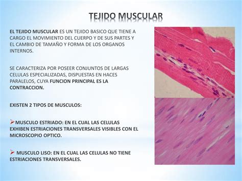 PPT - TEJIDO MUSCULAR PowerPoint Presentation, free download - ID:4196535