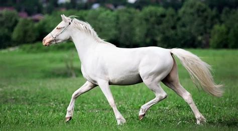 9 Common White Horse Breeds (With Photos) - Horsey Hooves