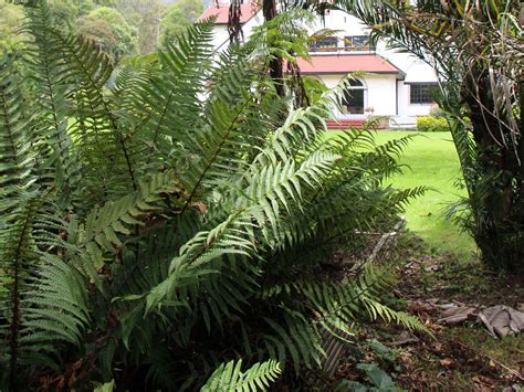 Dryopteris wallichiana (Spreng.) Hyl. | Plants of the World Online | Kew Science