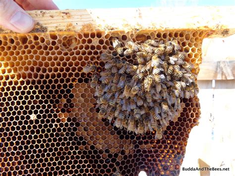 A tale of two hives | Buddha And The Bees