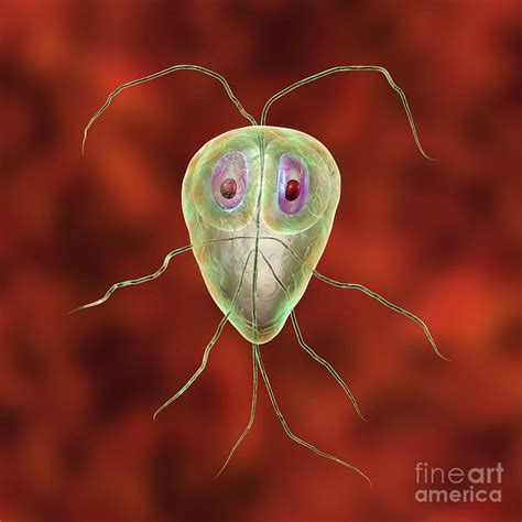 Giardia Lamblia Parasites by Science Photo Library