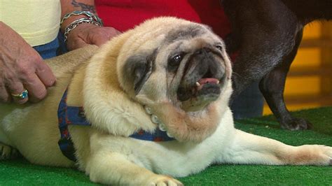 Pet Parade: Pug Rescue Of New England - CBS Boston