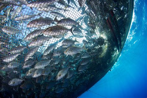 Can Deepwater Aquaculture Avoid the Pitfalls of Coastal Fish Farms ...