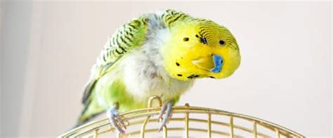 7 Reasons to Have Birds as Pets | TrustedHousesitters.com