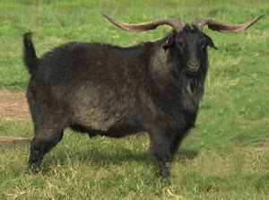 Goat Breeds Spanish – Goats