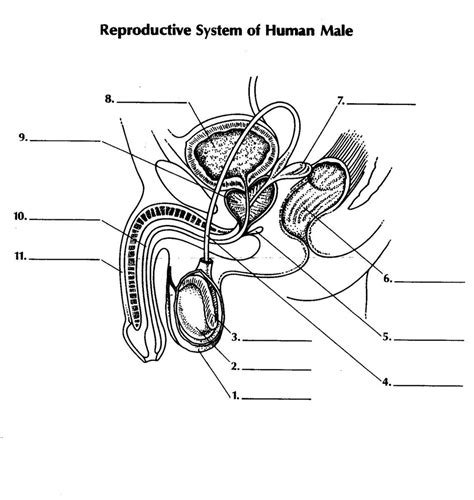 Male Anatomy Diagram Diagram | Quizlet