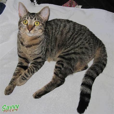 The Glorious Tabby Cat: Personality, Pattern, History - Savvy Pet Care