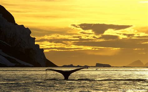 Humpback Whale Sunset | Purchase a print of this image the c… | Flickr