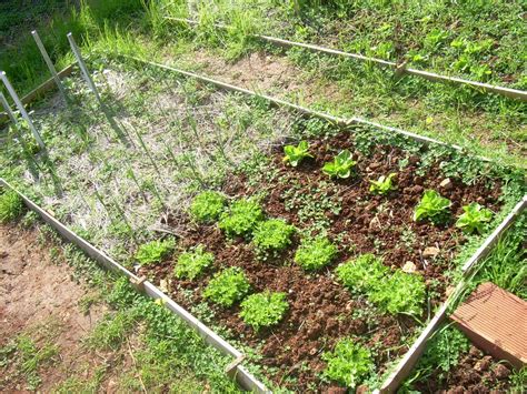 Seis fáciles pasos para tu huerta en casa - VeoVerde | Huerto casero, Como hacer un huerto, Huerto