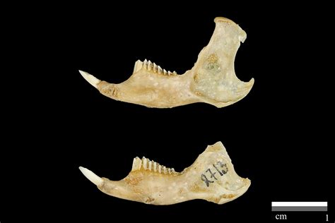 Research Collections of the Zoological Institute RAS - Mammals (Mammalia) - Specimen