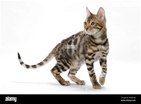 young Bengal cat, walking Stock Photo - Alamy