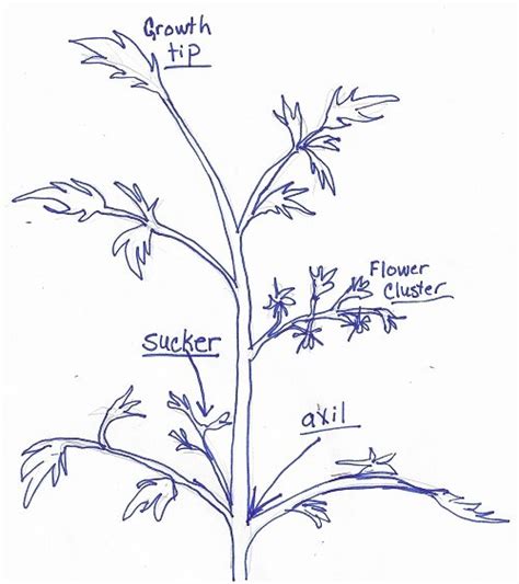 Prune Tomatoes? Or Not? - Midwest Gardening