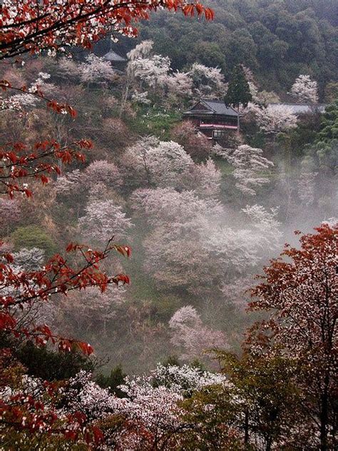 Cherry blossoms at Mount Yoshino, Nara, Japan | Contributors I | Pinterest | Nara, Cherry ...