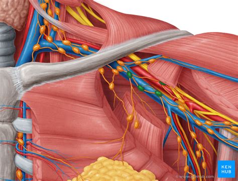 Lymph Nodes of the Thorax and Abdomen - Anatomy | Kenhub