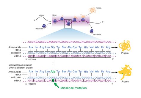 Missense Mutation | Talking Glossary of Genetic Terms | NHGRI