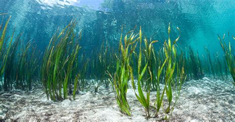 Could a Seaweed-Eating Microbe Help Solve the Ocean Plastic Crisis ...