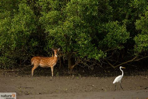 Sundarbans National Park - Best Time To Visit | Indian National Parks ...