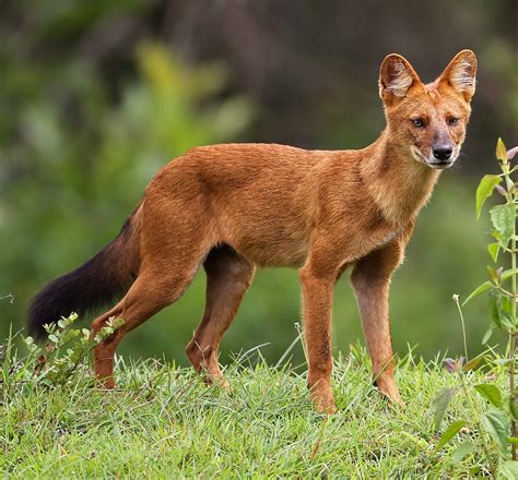 Dhole - Wikipedia | Animales en peligro de extincion, Animales, Coyotes