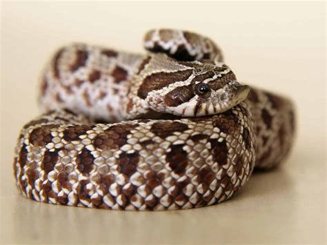 Western Hognose Snake: Care Guide Checklist for Beginners