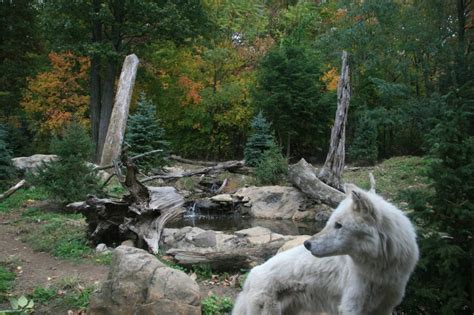 Where Do Wolves Live? Information about the Habitat of Wolves