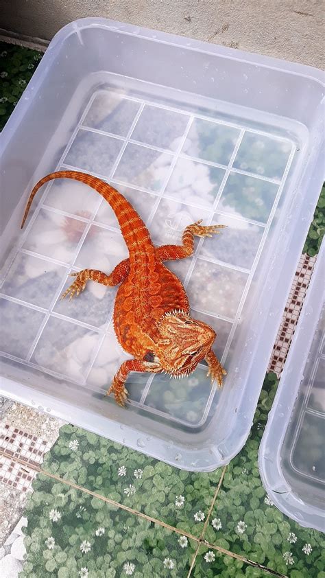 Preparing to give my beardie a bath | Respiratory infection, Bearded dragon, Infections