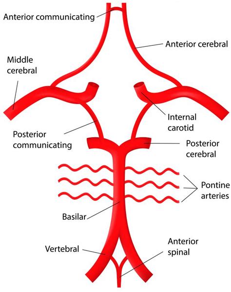 Arteries Of Brain Cerebral Arterial Circle Anterior Cerebral Artery ...