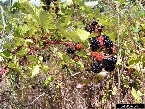 Himalayan blackberry (Rubus armeniacus)