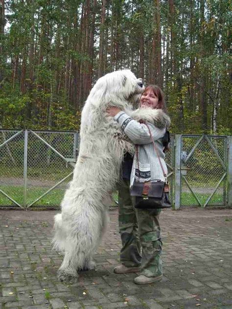 Animals For > Russian Bear Dog Ovcharka | Big dogs, Big dog breeds, Russian bear dog