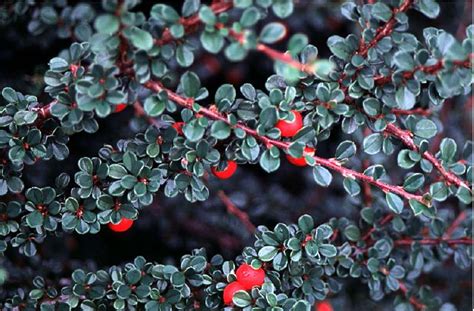 Beechwood Landscape Architecture and Construction: Cotoneaster Congestus, Evergreen, Semi ...