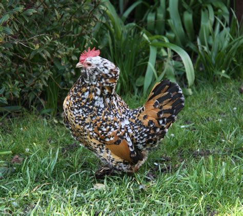 Booted Bantam For Sale | Chickens | Breed Information | Omlet