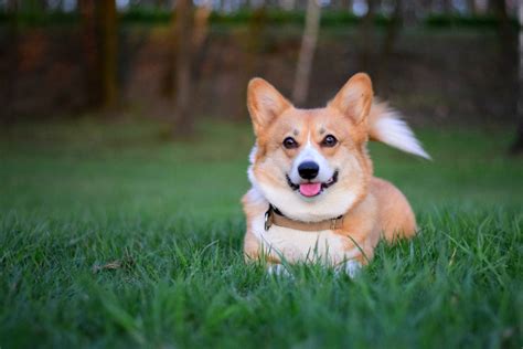 Corgi Colors: 10+ Beautiful Coat Colors And Markings