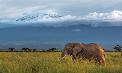 Kilimanjaro Elephant Photograph by Eric Albright - Fine Art America