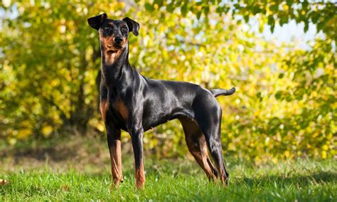 German Pinscher Dog Breed | Multiverses Journal