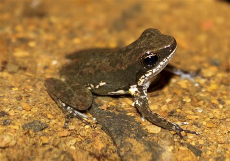 File:Panama Poison Dart Frog Colostethus panamensis.jpg - Wikimedia Commons