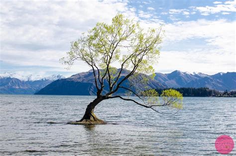 That Lone Tree In Lake Wanaka, New Zealand | Drone & DSLR