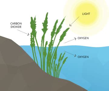 Dissolved Oxygen - Environmental Measurement Systems