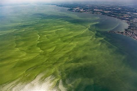 Be Careful: Harmful Algal Bloom Advisory in Some UP Lakes