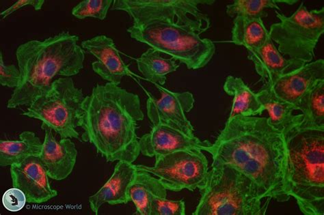 Microscope World Blog: Fluorescence Microscopy