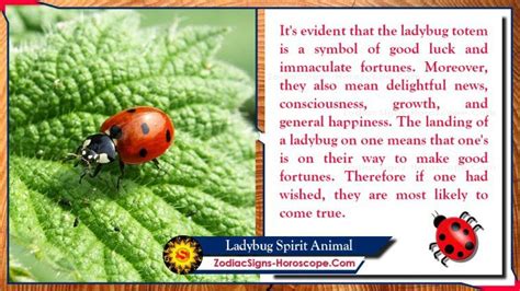 Ladybug Spirit Animal: Totem, Meaning, Symbolism and Dreams | Spirit ...