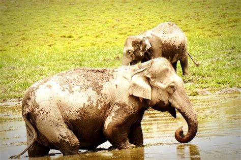 Premium Photo | Elephant drinking water