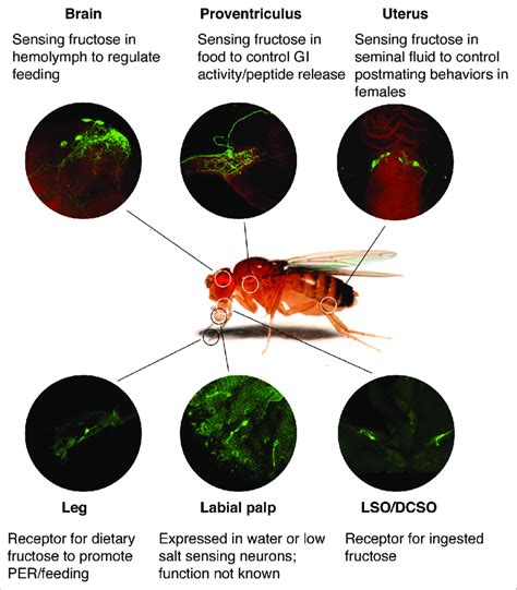 Overview of Gr43a expression and putative function in a female fly. the... | Download Scientific ...