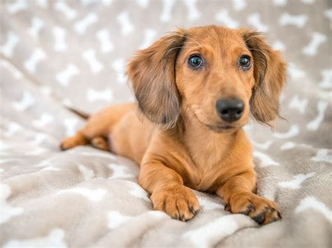 Detailed Answers On How Big Does a Miniature Dachshund Get