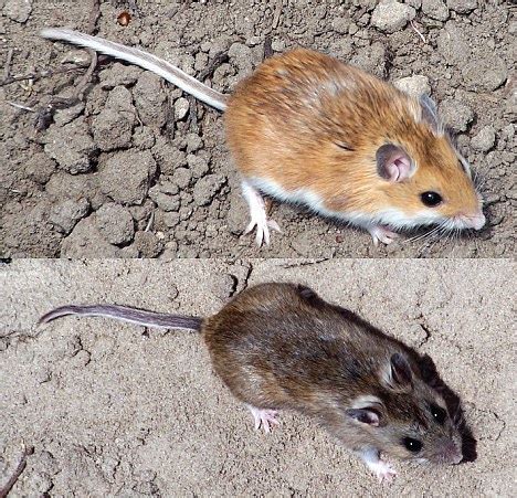 Survival of the blondest: Mice change their coat colour over 8,000 ...