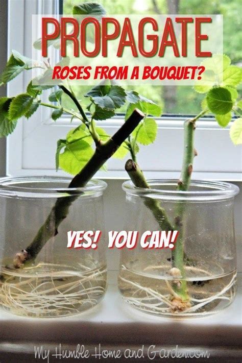 How to propagate or root roses in water. #propagateroses #propagateplants #propagate # ...