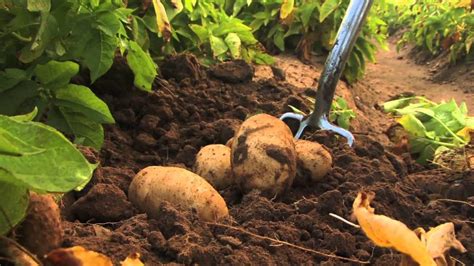 POTATO FARMING AND PROCESSING BUSINESS PLAN IN NIGERIA