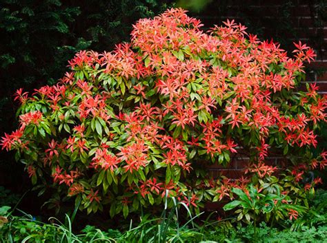 Mountain Fire Pieris For Sale | The Tree Center