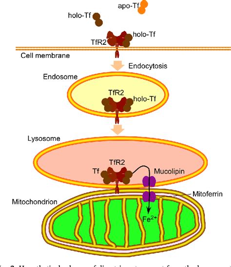 Transferrin and transferrin receptors update | Semantic Scholar